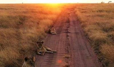 3 Days 2 Nights small group safari - Lodge Option — 5