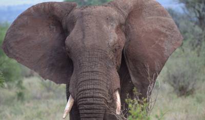 3 Days 2 Nights small group safari - Lodge Option — 2