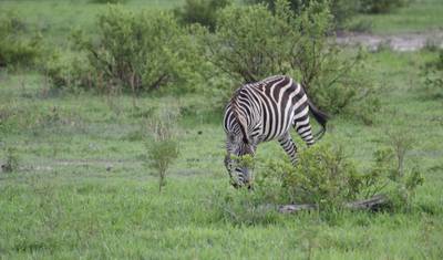 3 Days 2 Nights small group safari - Lodge Option — 4