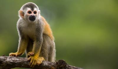 Costa Rica: Um Mundo de Natureza com o Parque Nacional Tortuguero, o Vulcão Arenal e o Parque Nacional Manuel Antonio (2027) — 5