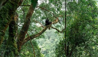 Friends of the Silverback — 2