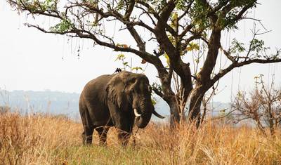 Friends of the Silverback — 5