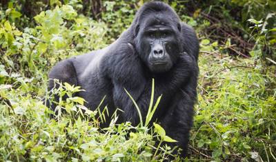 Friends of the Silverback — 3