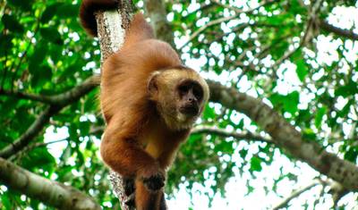South to Jungle :. Cusco – Tambopata Amazon Jungle 8 days — 3