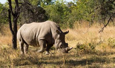 Kruger to the Serengeti (Accommodated) - 29 days — 2