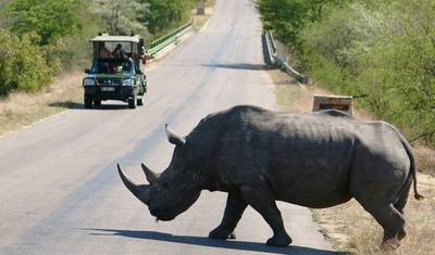 Kruger Safari Experience - 4 days — 3