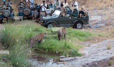 Aventuras: Tour de Safári de Vida Selvagem em Ranthambore saindo de Delhi com Safáris — 4