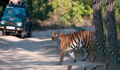 Aventuras: Tour de Safári de Vida Selvagem em Ranthambore saindo de Delhi com Safáris — 5