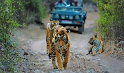 Przygody Ranthambore Wildlife Safari Tour z Delhi z przejażdżkami safari — 2