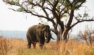 The Wildlife Explorer — 4