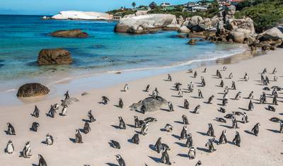Cidade do Cabo e Kruger - 9 dias — 4