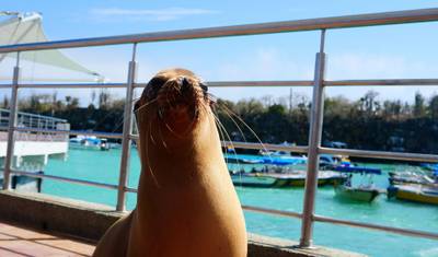 Quito i Przygoda z dziką przyrodą Galapagos 10 dni + bilet lotniczy — 2
