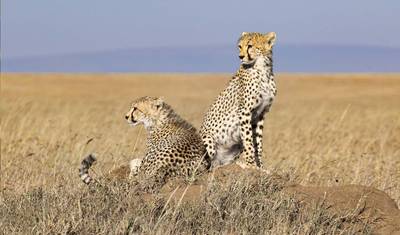 6 Dias: Grandes Felinos Exclusivos de Tarangire, Serengeti e Cratera de Ngorongoro — 4