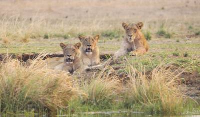 6 Dias: Grandes Felinos Exclusivos de Tarangire, Serengeti e Cratera de Ngorongoro — 2
