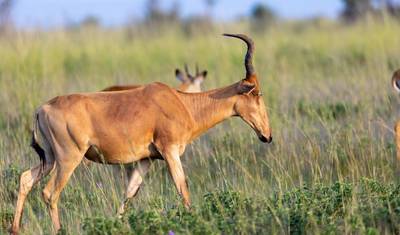 6 Dias: Grandes Felinos Exclusivos de Tarangire, Serengeti e Cratera de Ngorongoro — 5