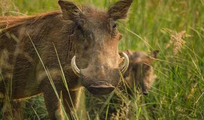 6 Dias: Grandes Felinos Exclusivos de Tarangire, Serengeti e Cratera de Ngorongoro — 3
