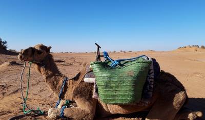8 Days Camel Trekking Morocco Desert — 2