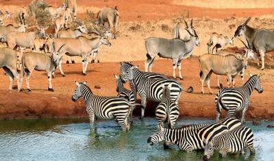 4-Day Midrange Amboseli/Tsavo West/Tsavo East Safari — 2