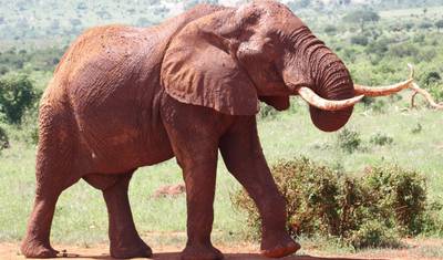 4-Day Midrange Amboseli/Tsavo West/Tsavo East Safari — 5