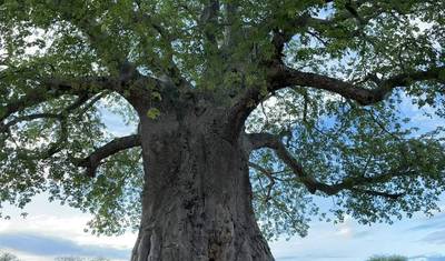 3 Dni - Arusha NP, Tarangire & Manyara — 2