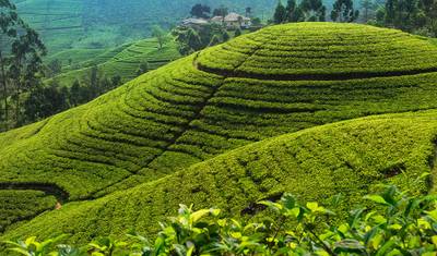 Viagem de Lazer no Sri Lanka — 2