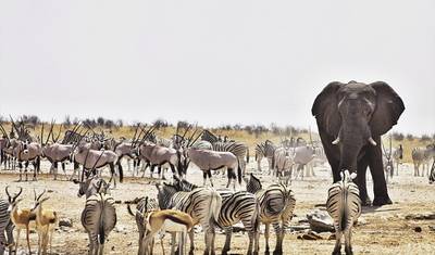 7 أيام: أبرز معالم ناميبيا | جولة ذاتية الإقامة في نزل — 3