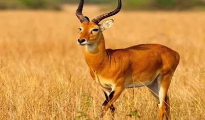 Big Five Tanzania Camping Safari ( Tarangire, Serengeti National Park and Ngorongoro Conservation Area ) (all accommodation and transport are included) 5 Days — 5