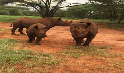 Big Five Tanzania Camping Safari ( Tarangire, Serengeti National Park and Ngorongoro Conservation Area ) (all accommodation and transport are included) 5 Days — 2