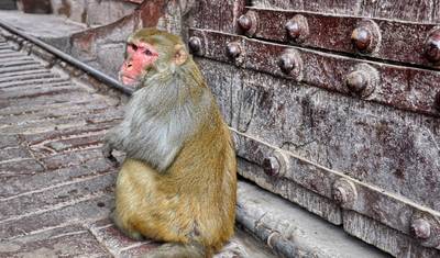 Ganges Tour — 5