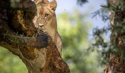 Simba Classic Adventure Safari **نهج مستدام للسفر — 3