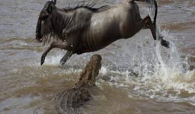 3 Dni Kenia Safari Budżetowe do Maasai Mara — 2