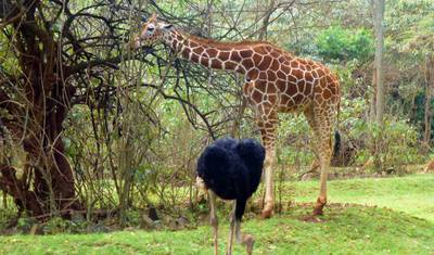 3 Days Mikumi National Park — 2