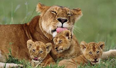 Zarezerwuj najlepsze 3-dniowe safari po Serengeti z Mwanzy, Tanzania – Wiodące safari po Serengeti na świecie z gwarancją najniższej ceny — 5