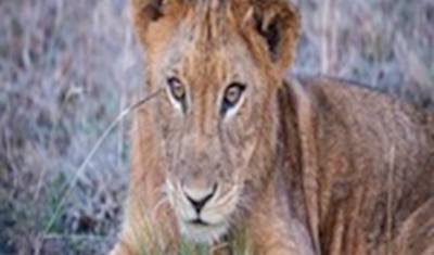 Prepare-se para Descobrir o Melhor Safari Privado Econômico de 5 Dias de Zanzibar para Selous, Mikumi e Udzungwa na Tanzânia — 4