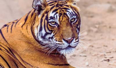8 Days Golden Triangle Tour with Ranthmbore and Varanasi - Delhi Agra Jaipur Ranthambore Varanasi Tour — 4