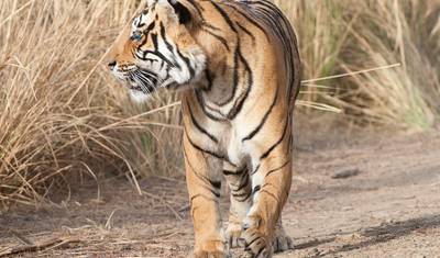 8 Days Golden Triangle Tour with Ranthmbore and Varanasi - Delhi Agra Jaipur Ranthambore Varanasi Tour — 2