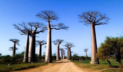 Baobab Safari — 4