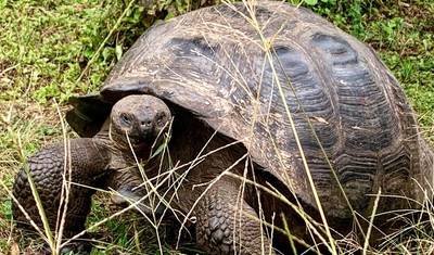 3 Days Galapagos Fast Visit — 4