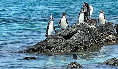 4日間ガラパゴス完全体験 — 4