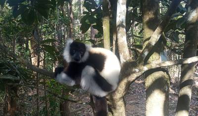 Indri Encounters — 2