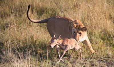 Safari de 6 Dias: Os Cinco Grandes em Selous e Ruaha — 5