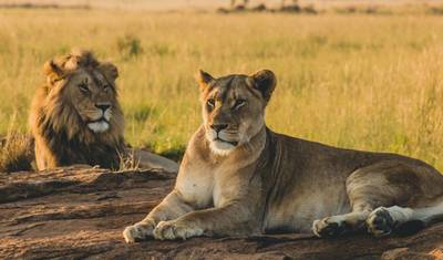 Safari de 6 Dias: Os Cinco Grandes em Selous e Ruaha — 3