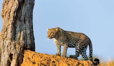 Safari de 6 Dias: Os Cinco Grandes em Selous e Ruaha — 4