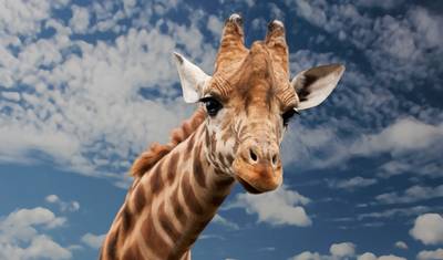 5 Days Migration Special Safari — 3