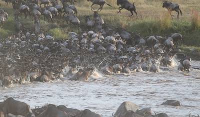 5 Days Migration Special Safari — 4