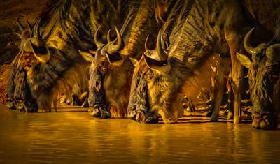 5 Days Migration Special Safari — 5