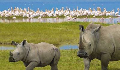 1 Day Lake Nakuru Park Safari — 4