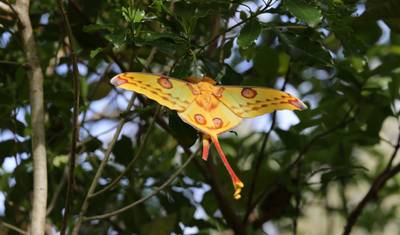 Malagasy Culture Discovery — 5