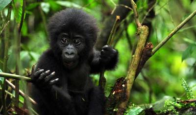 13 Dias de Férias de Safári no Quênia e Ruanda — 5