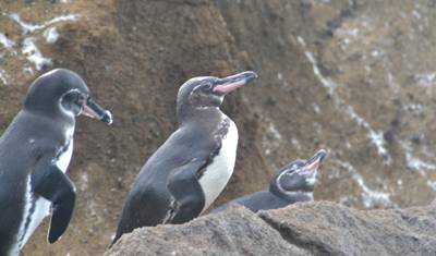 4 Dias Descobrindo as Encantadoras Ilhas Galápagos — 5
